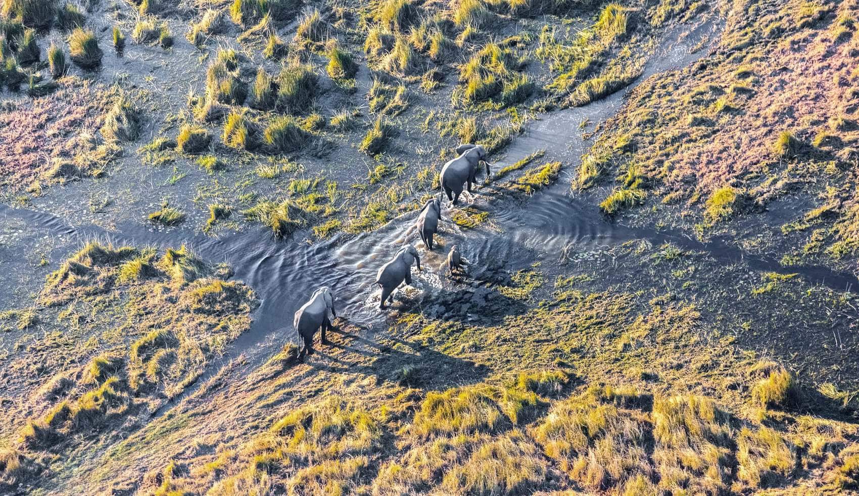 Elefantenherade im Okavango-Delta Botswana