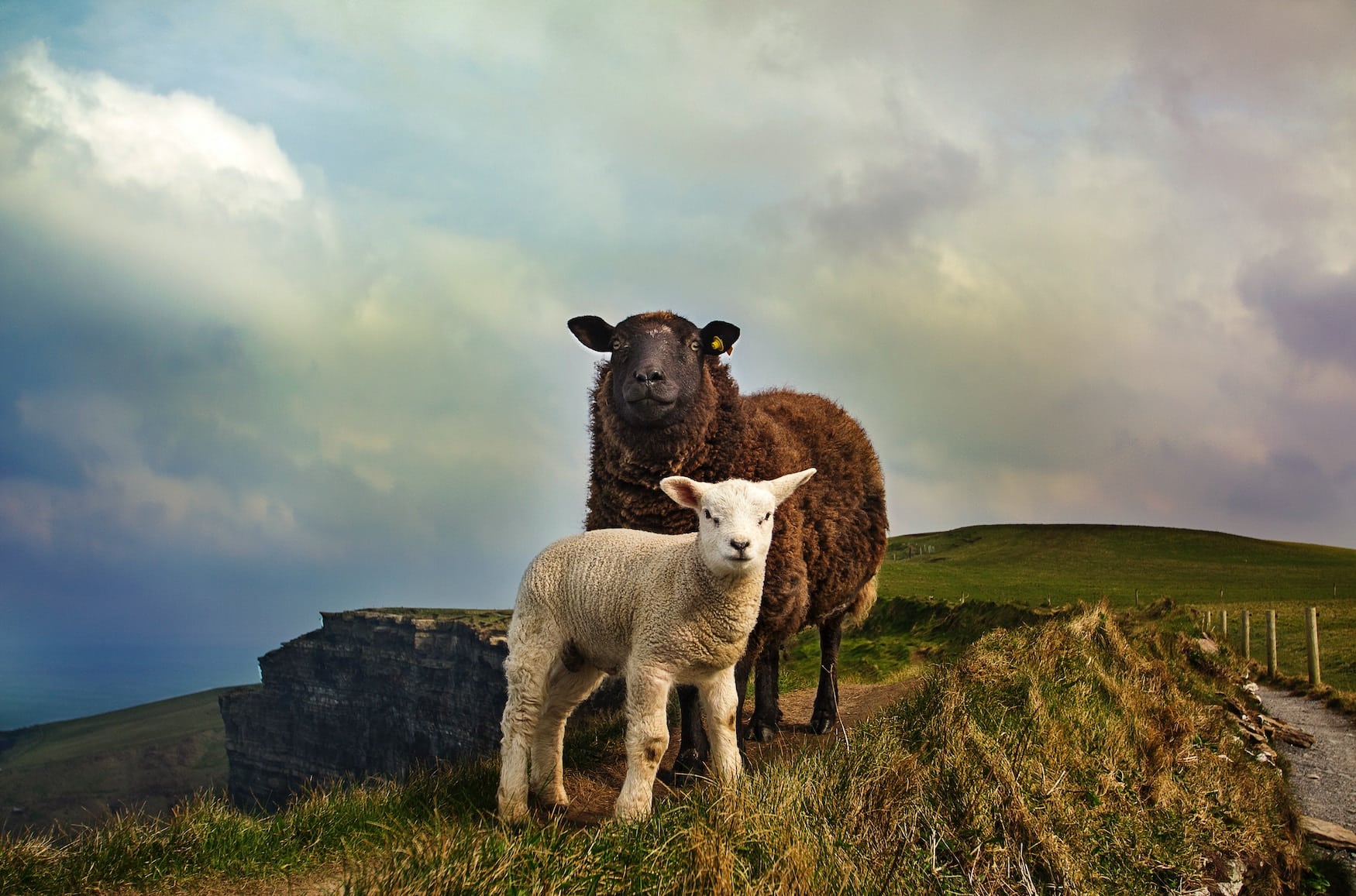 Schafe in Irland