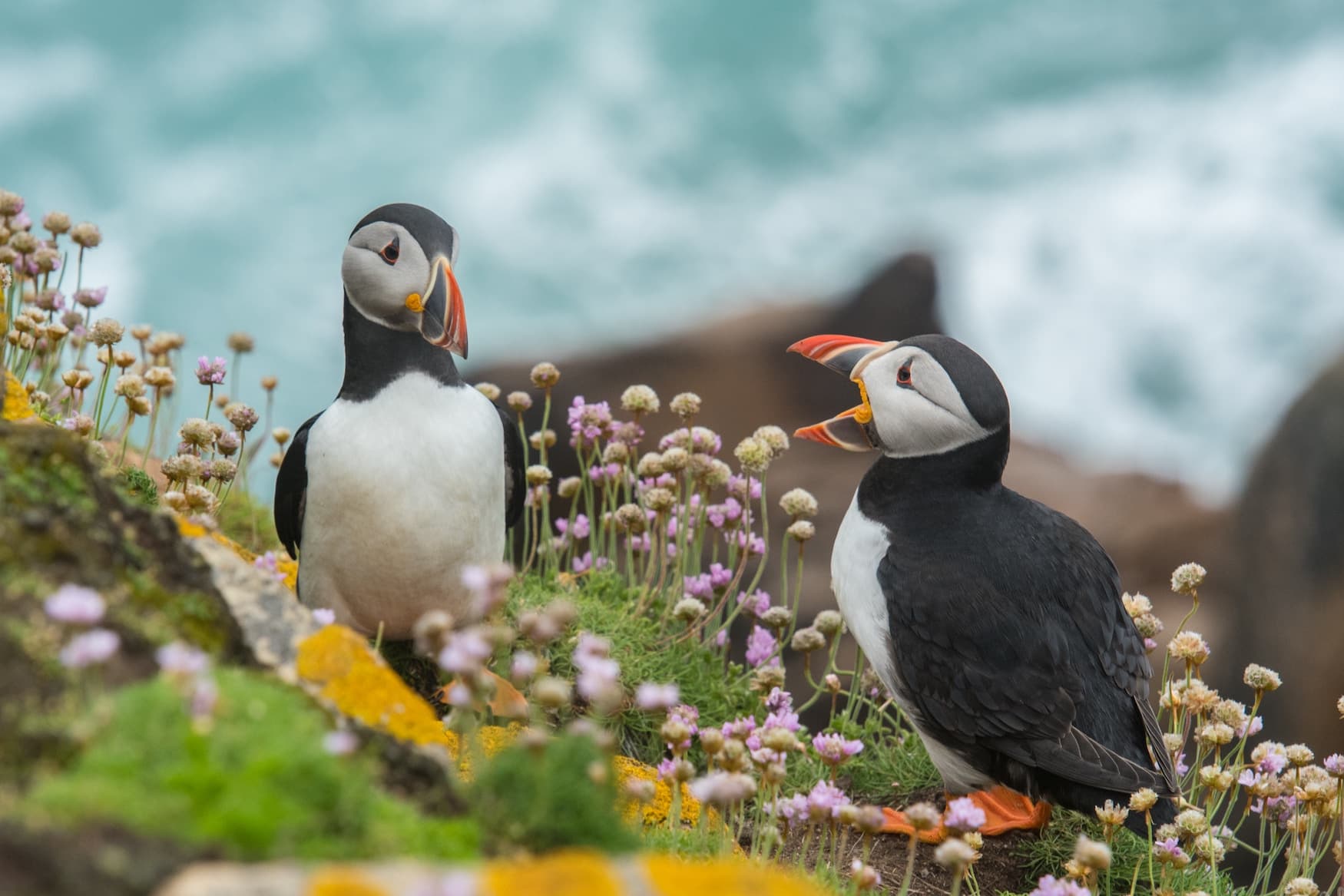 Papageientaucher au Klippen in Irland