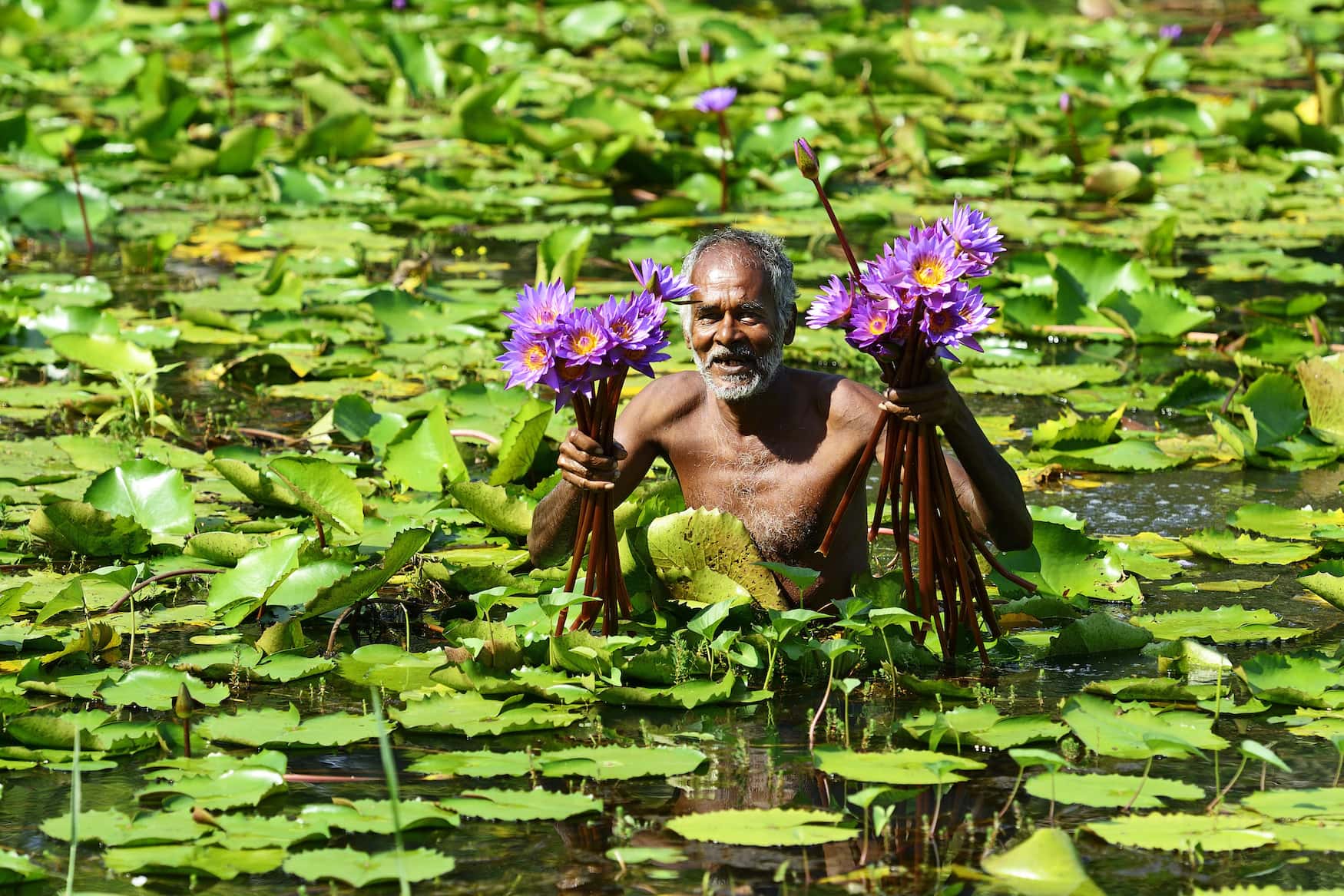 Alter Mann sammelt in einem See bei Habarana, Sri Lanka, Asien