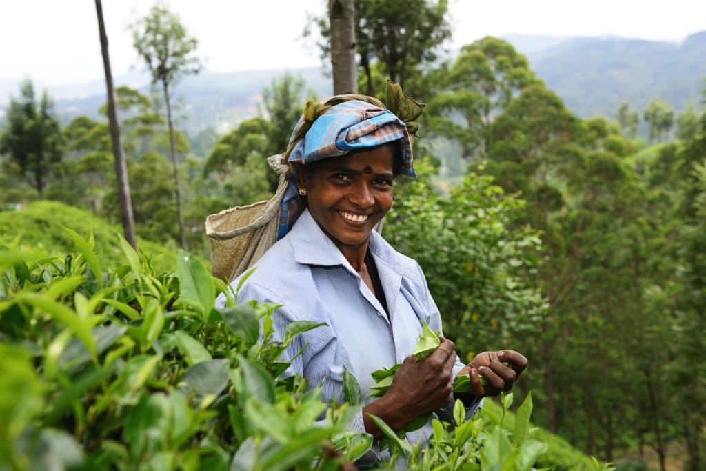 Teepflückerin in Plantage bei Nuwara Eliya, Asien