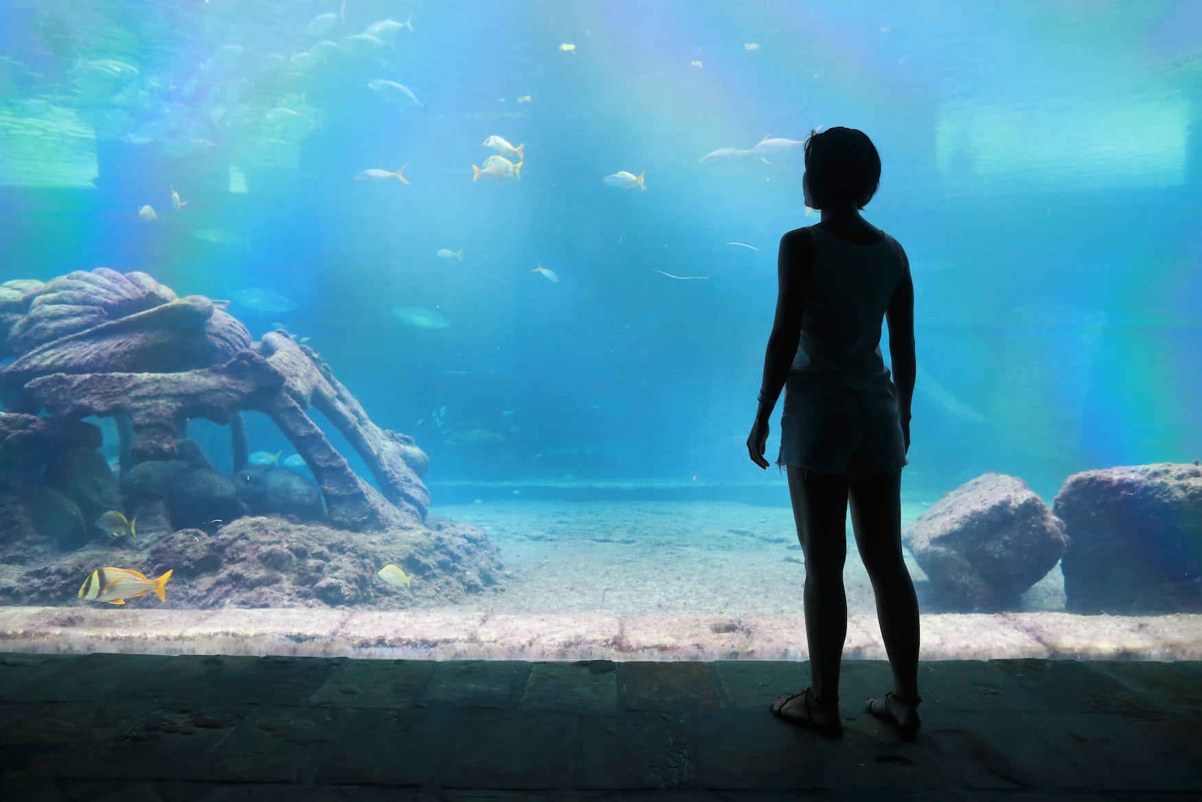 Arielle-Feeling im Atlantis in den Bahmas