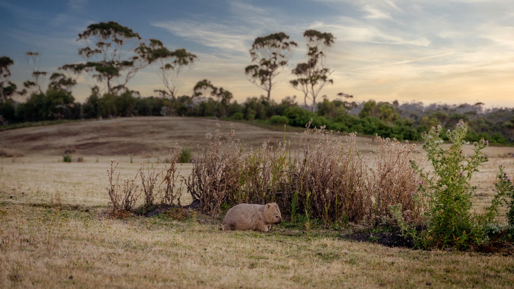 Wombat auf Maria Island in Tasmanien