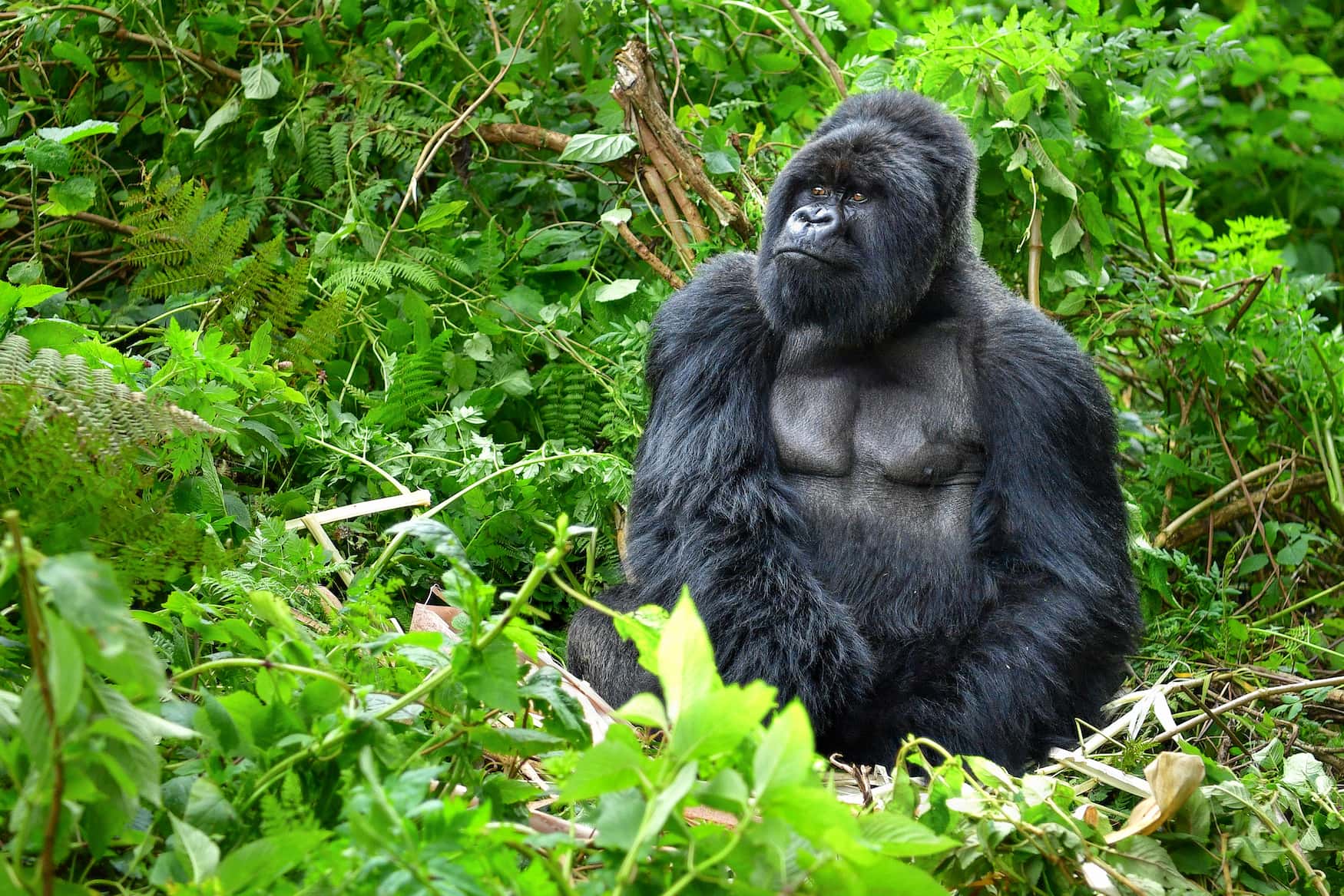 Berggorilla in Ruanda