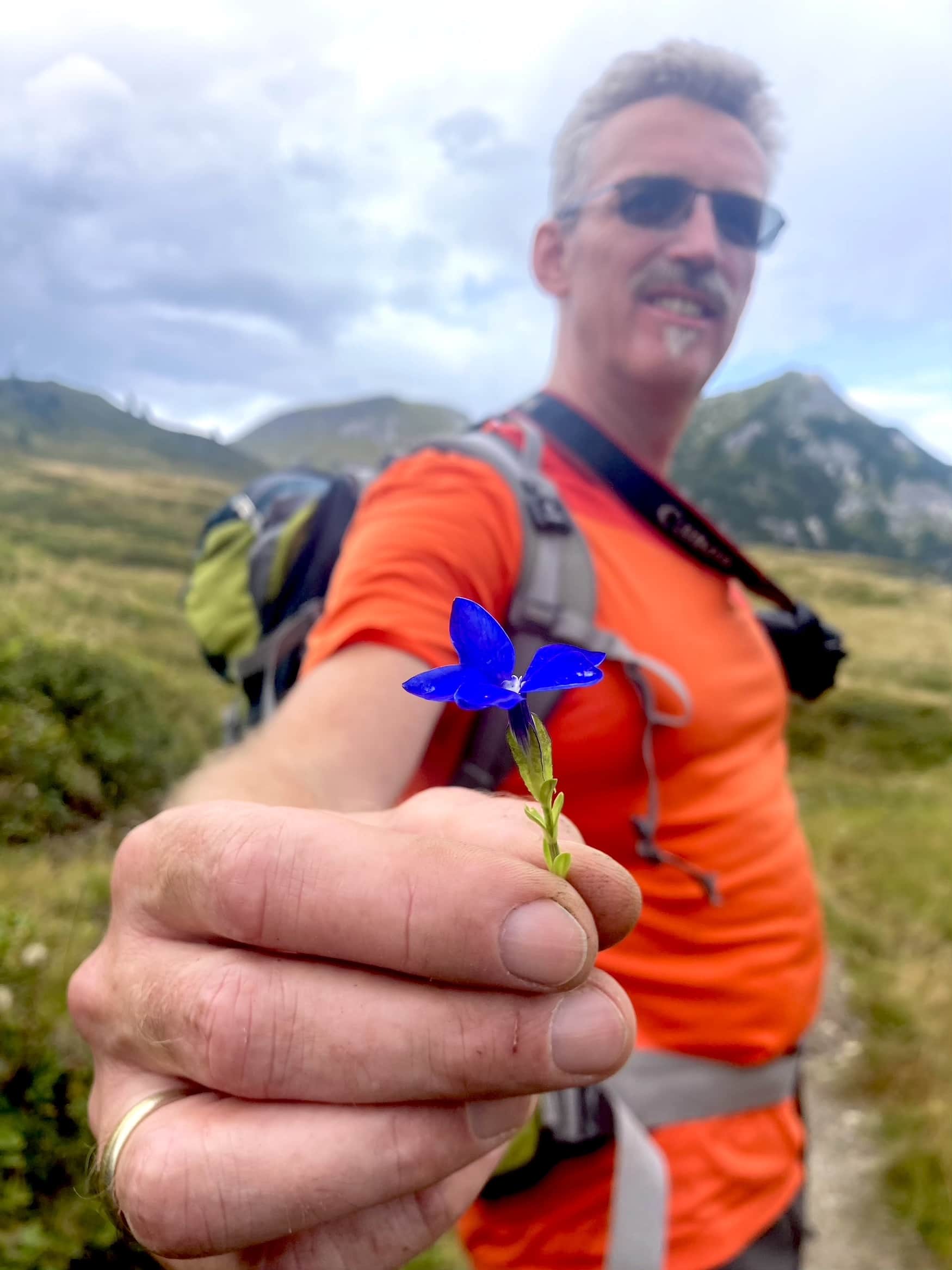 blauer Enzian in Österreich