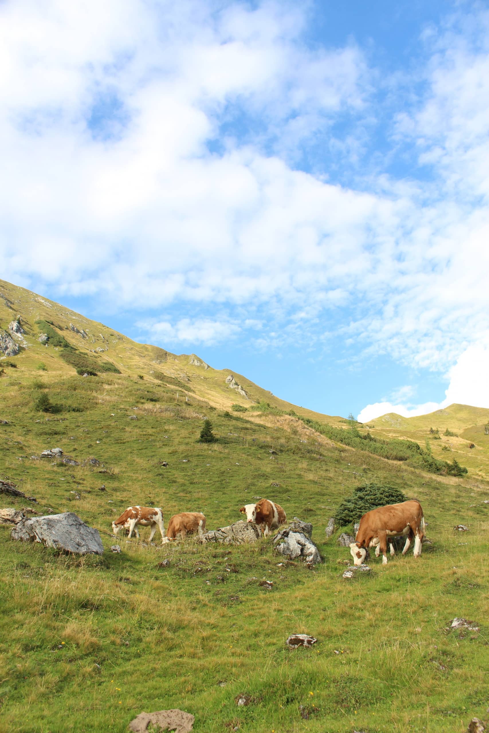 Almkühe im Großarltal