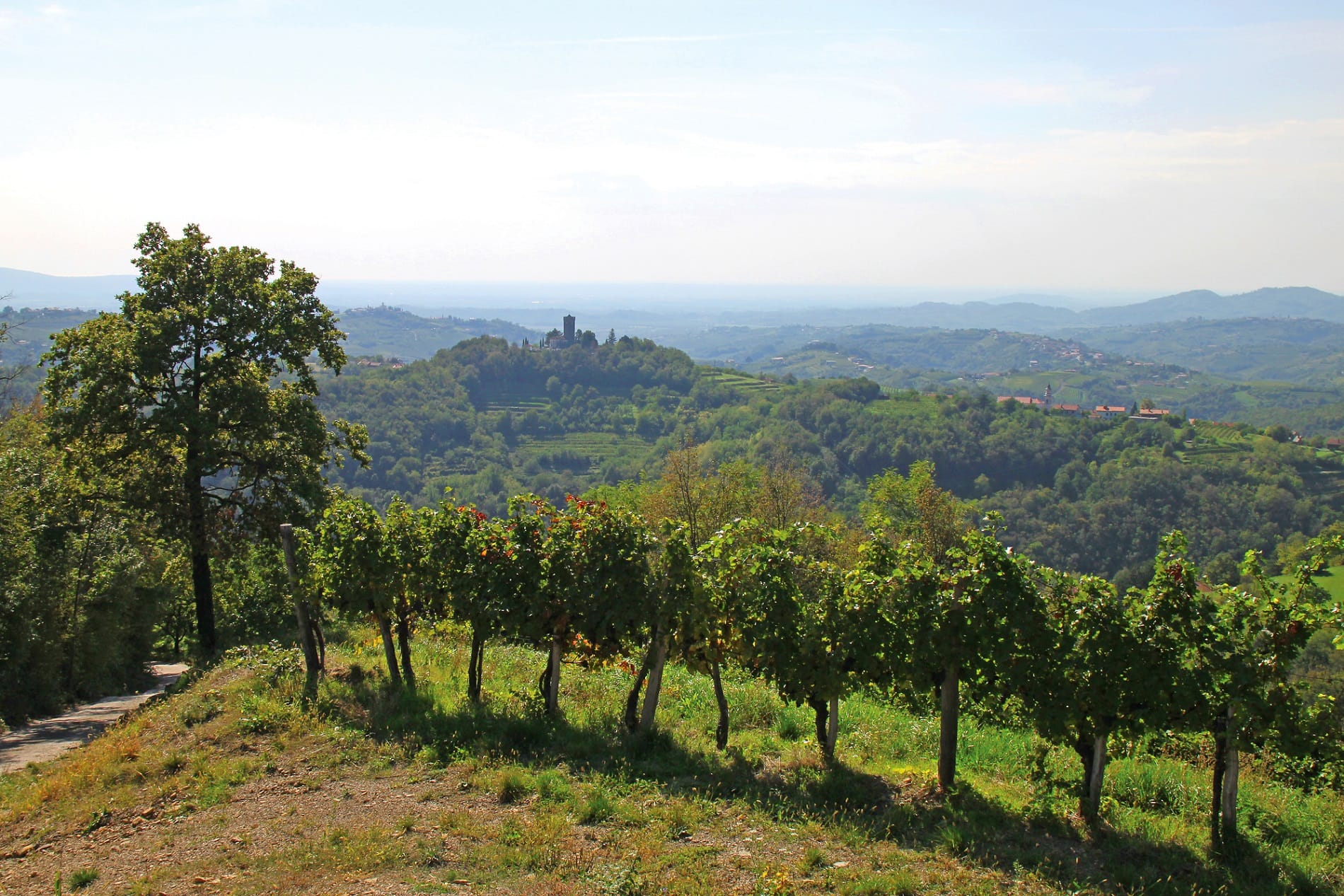 Weinberge in Slowenien