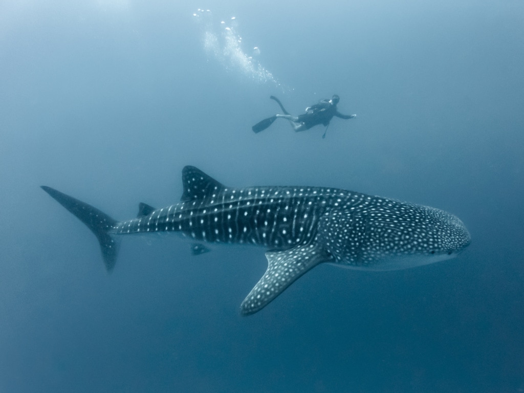 Taucher mit größtem Fisch der Welt