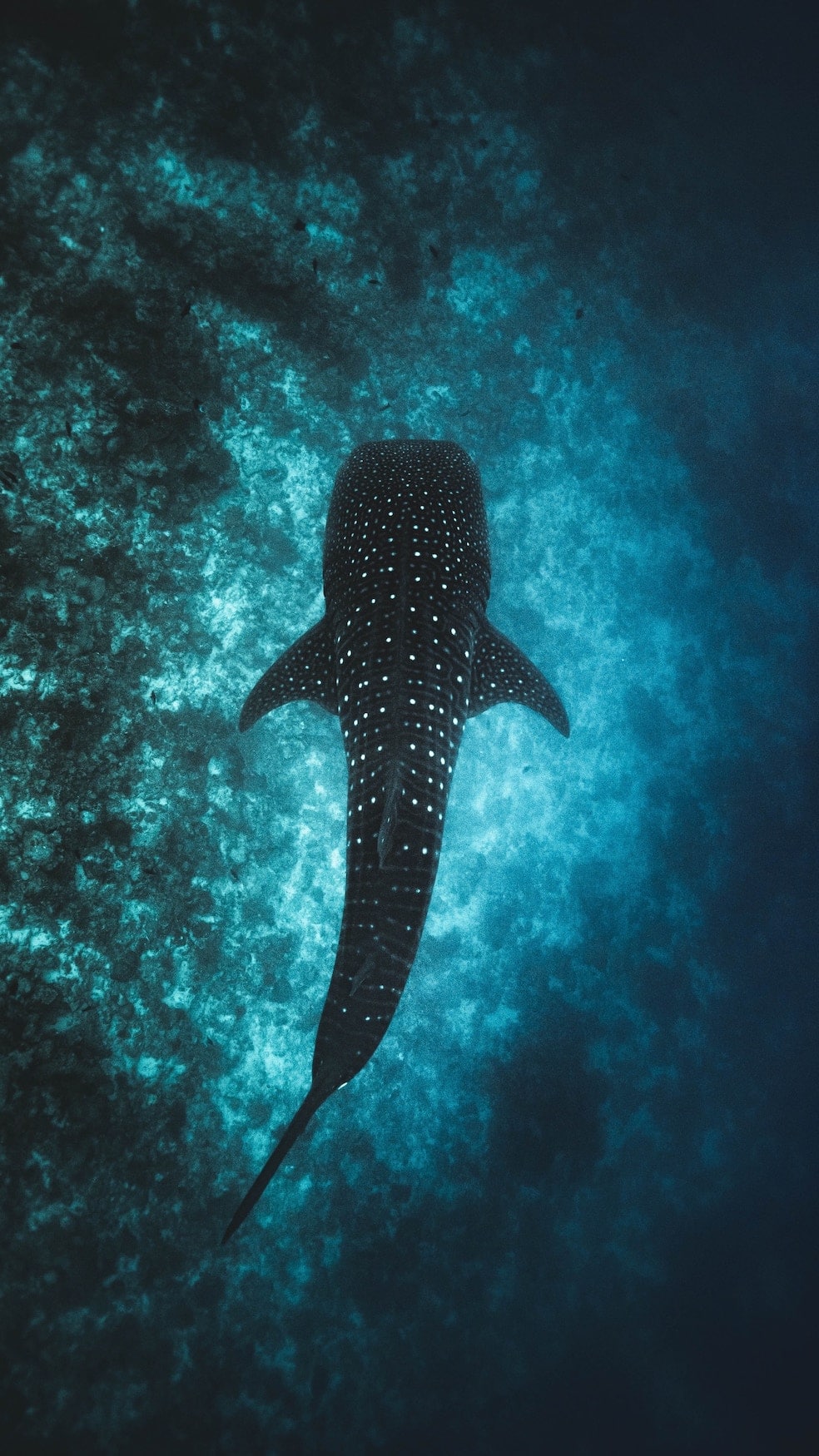 unsere Spots für Walhaie Schnorcheln