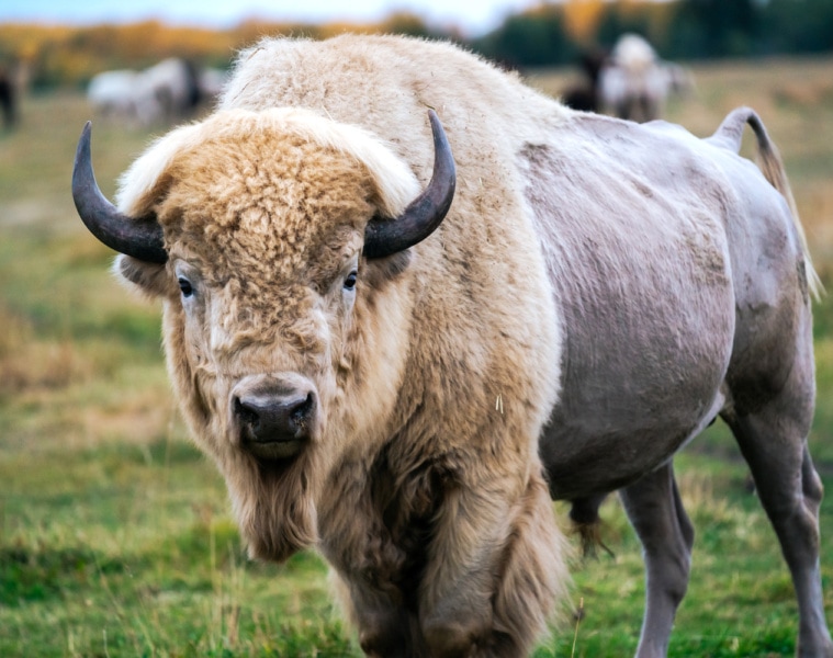 Beeindruckender Bison in Kanada