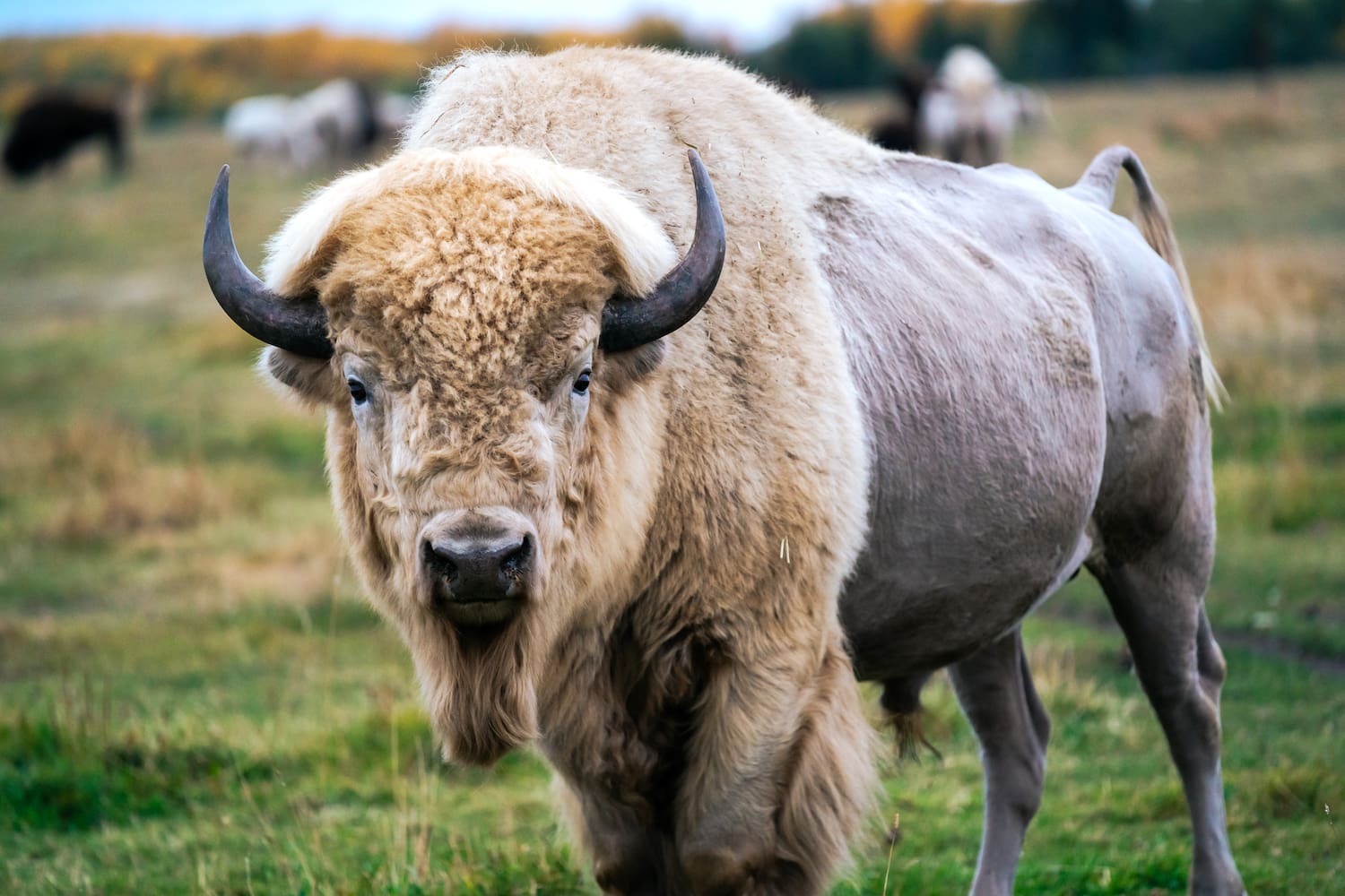 Beeindruckender Bison in Kanada
