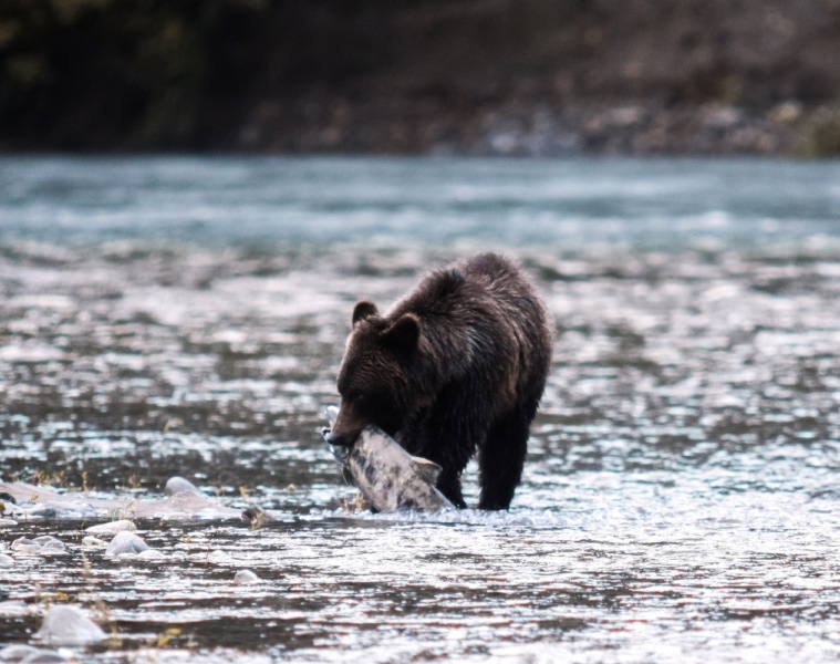 Grizzly in Kanada frisst einen Lachs im Herbst