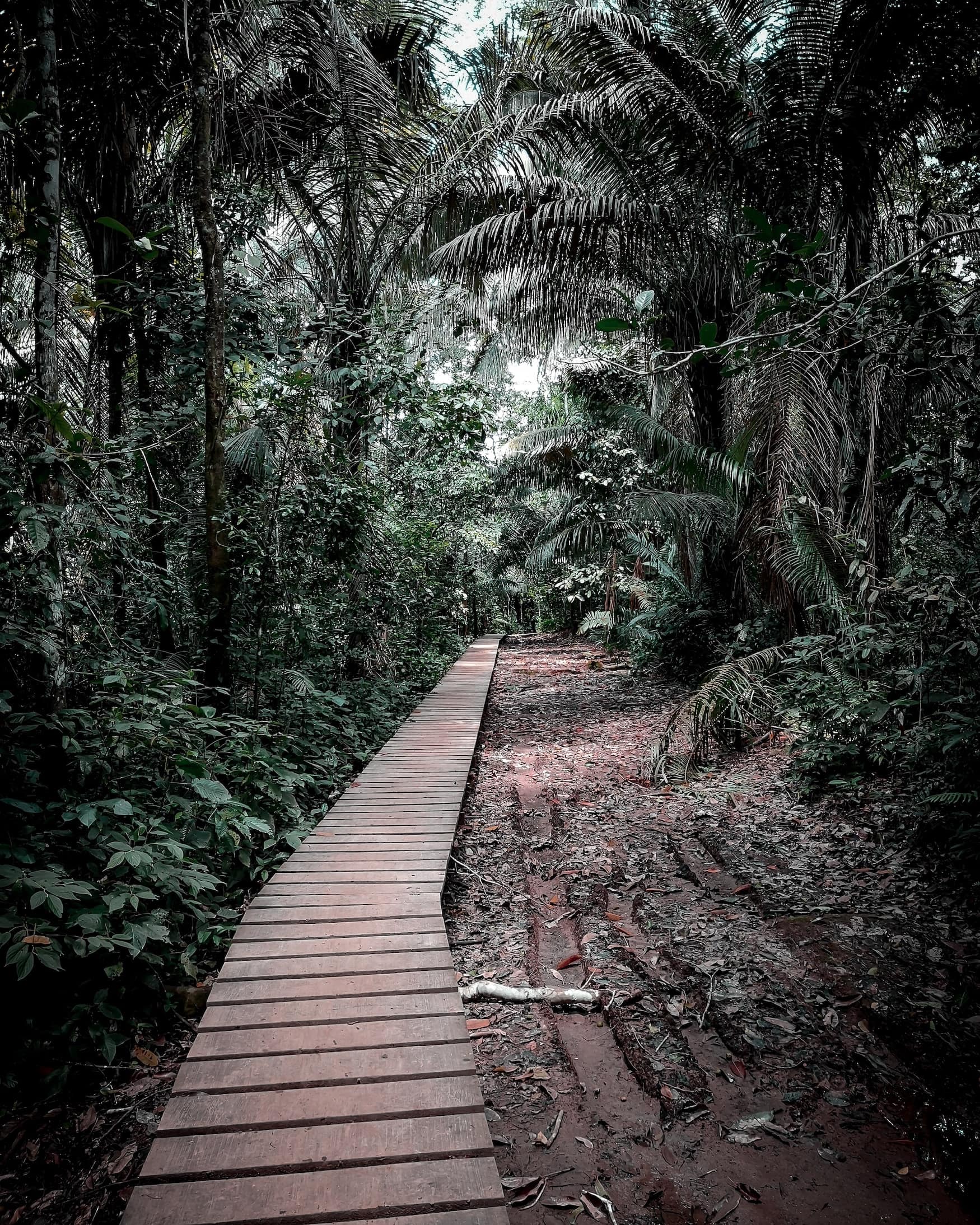 Regenwald in Peru