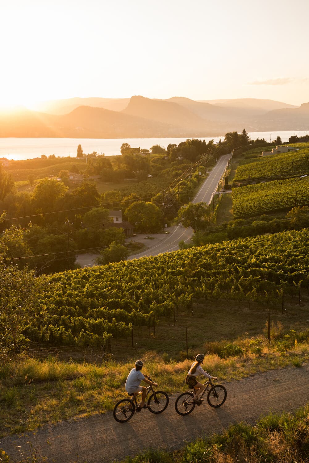 Auf dem Trans Canada Trail kann man auch an Weinbergen vorbeiradeln.