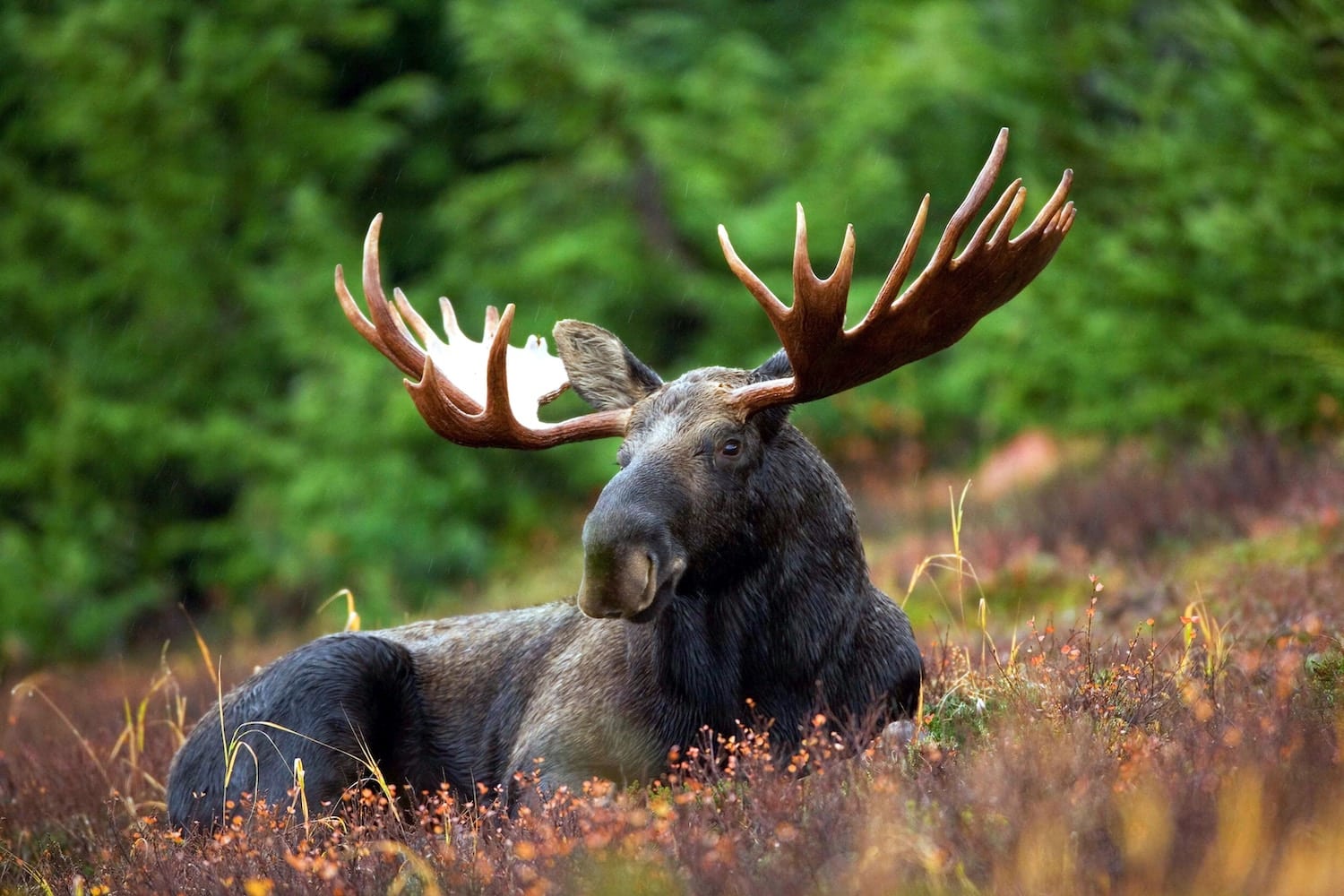Elch mitten der Natur Saskatchewans.