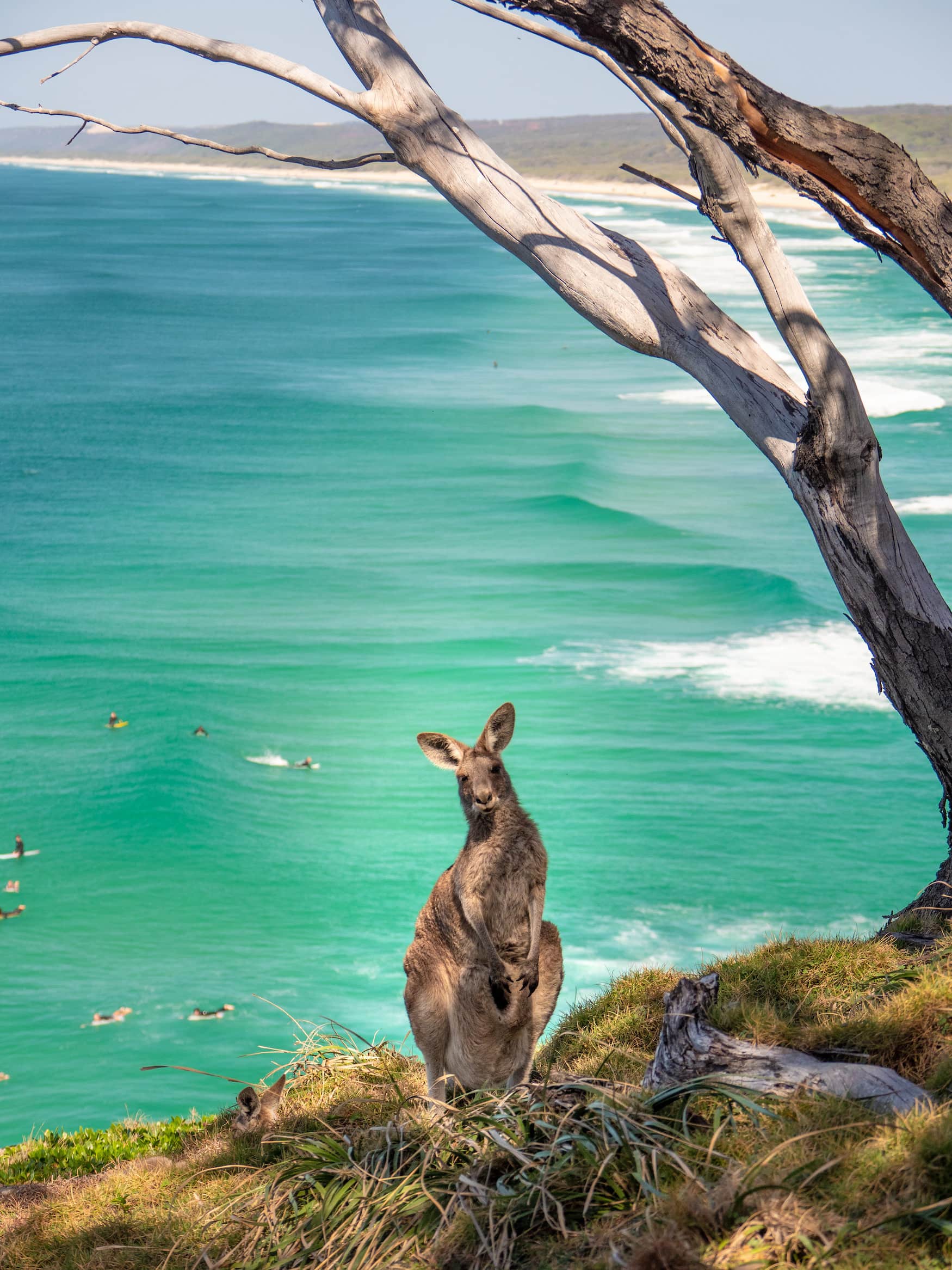 Känguru auf North Stradbroke Island in Queensland, Australien