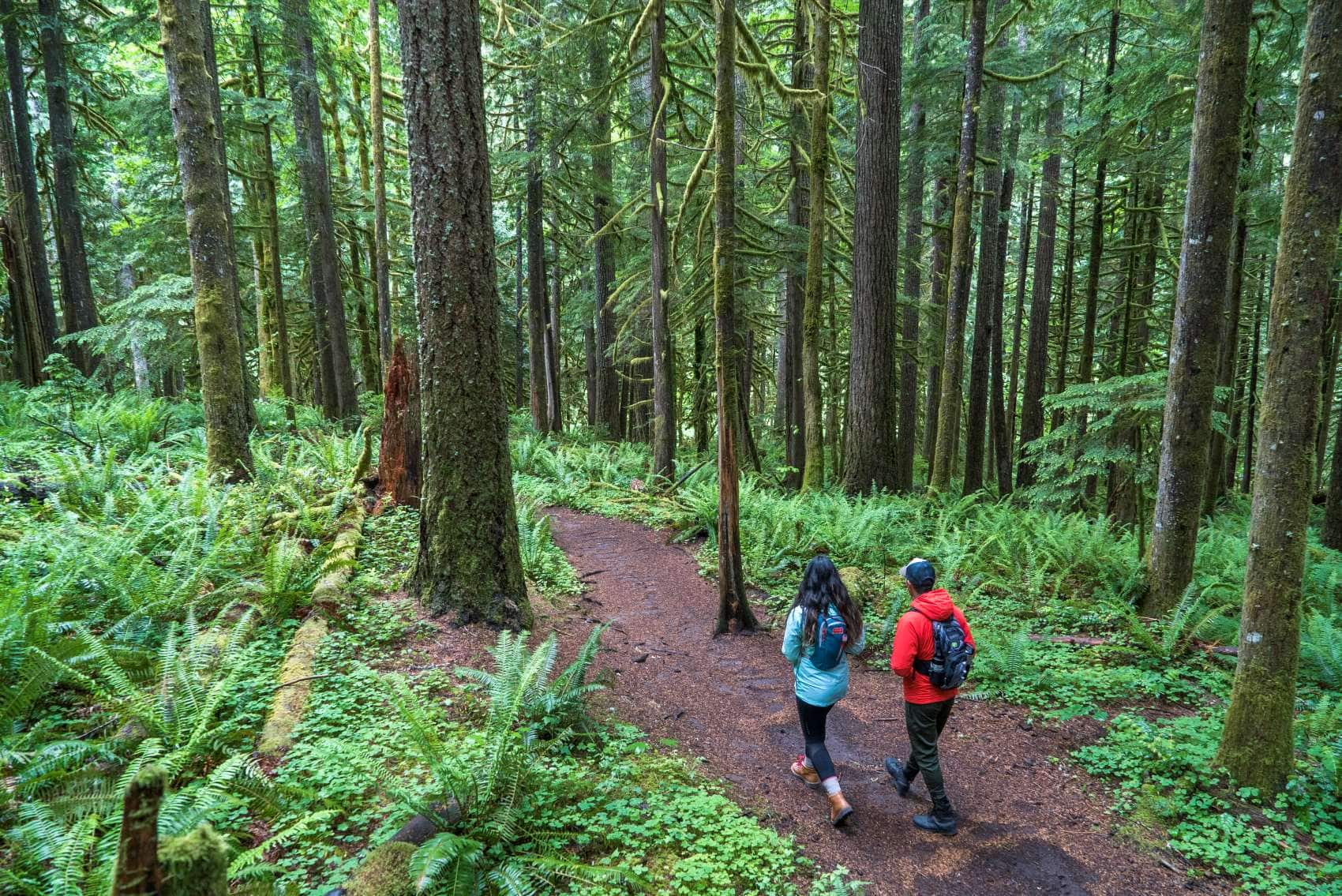 Wanderer im Mount Hood National Forest