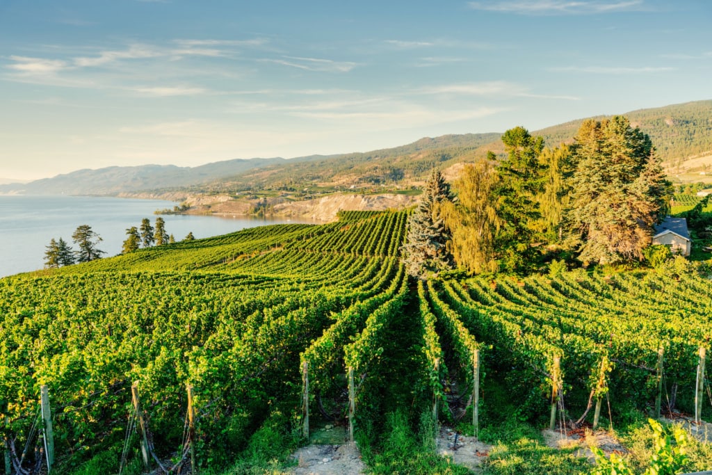 Weinberge im Okanagan Valley