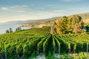 Weinberge im Okanagan Valley