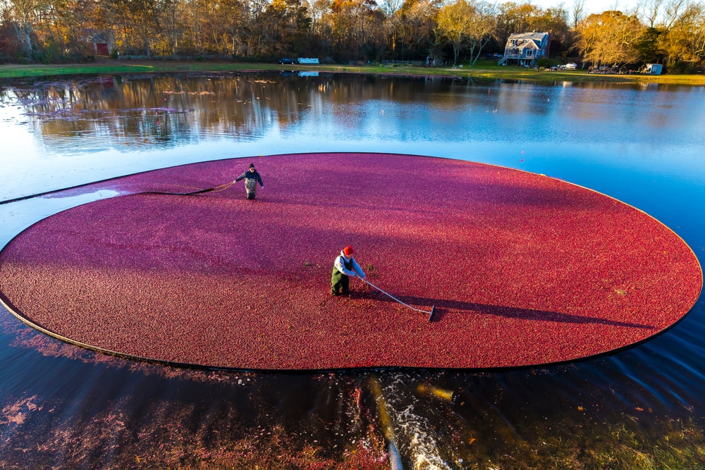 Ernte der Cranberrys in Kanada