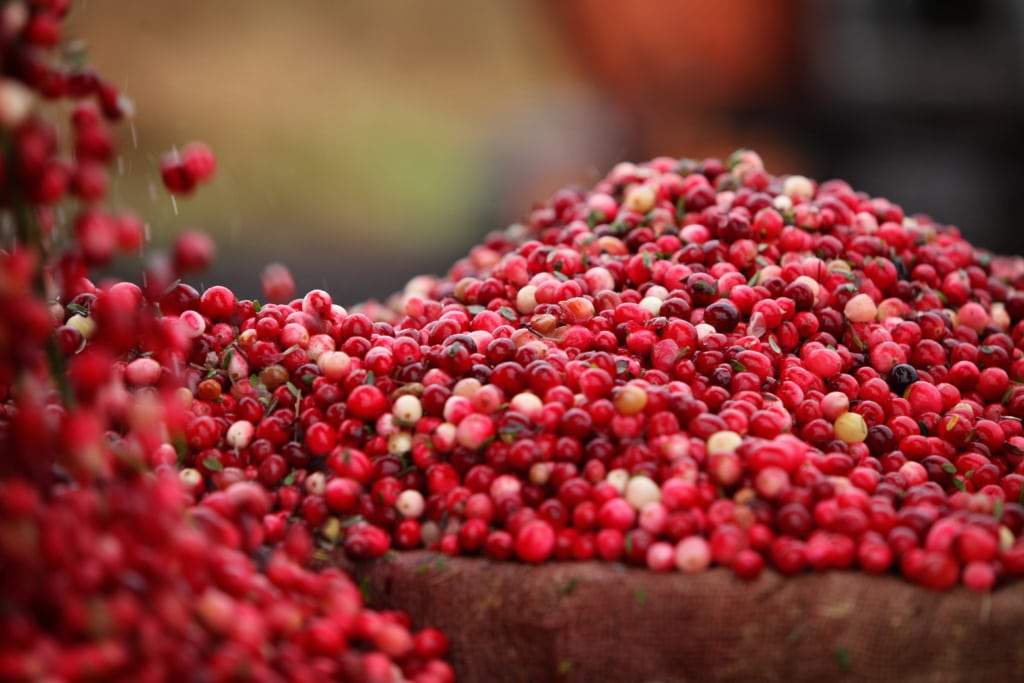 Cranberrys nach der Ernte