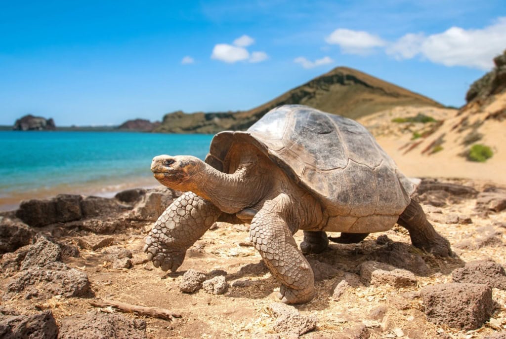 Riesenschildkröte auf den Galápagos-Inseln vor der Küste Ecuadors mit Strand und Pazifik im Hintergrund.