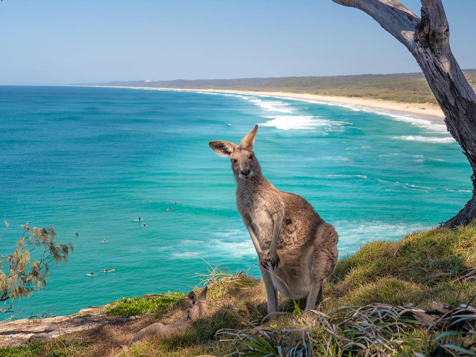 Känguru am North Gorge Walk auf North Stradbroke Island
