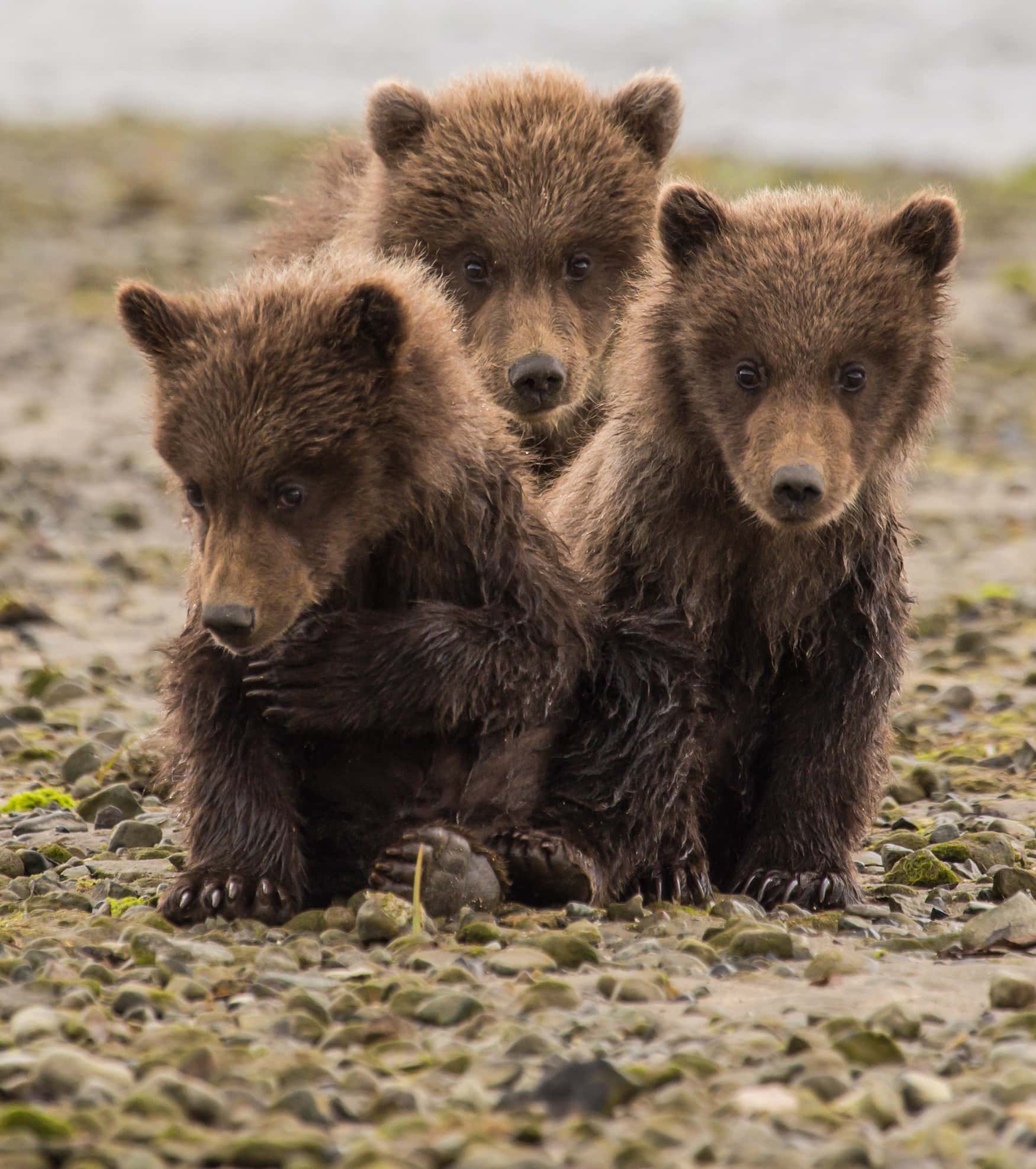 Braunbären in Alaska