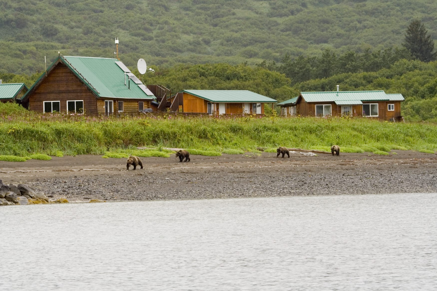 Braunbären in Alaska