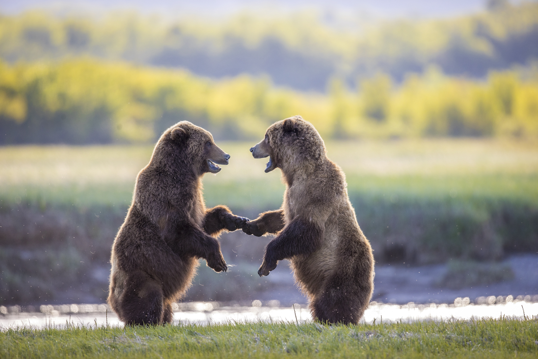 zwei Bären im Katmai Nationalpark
