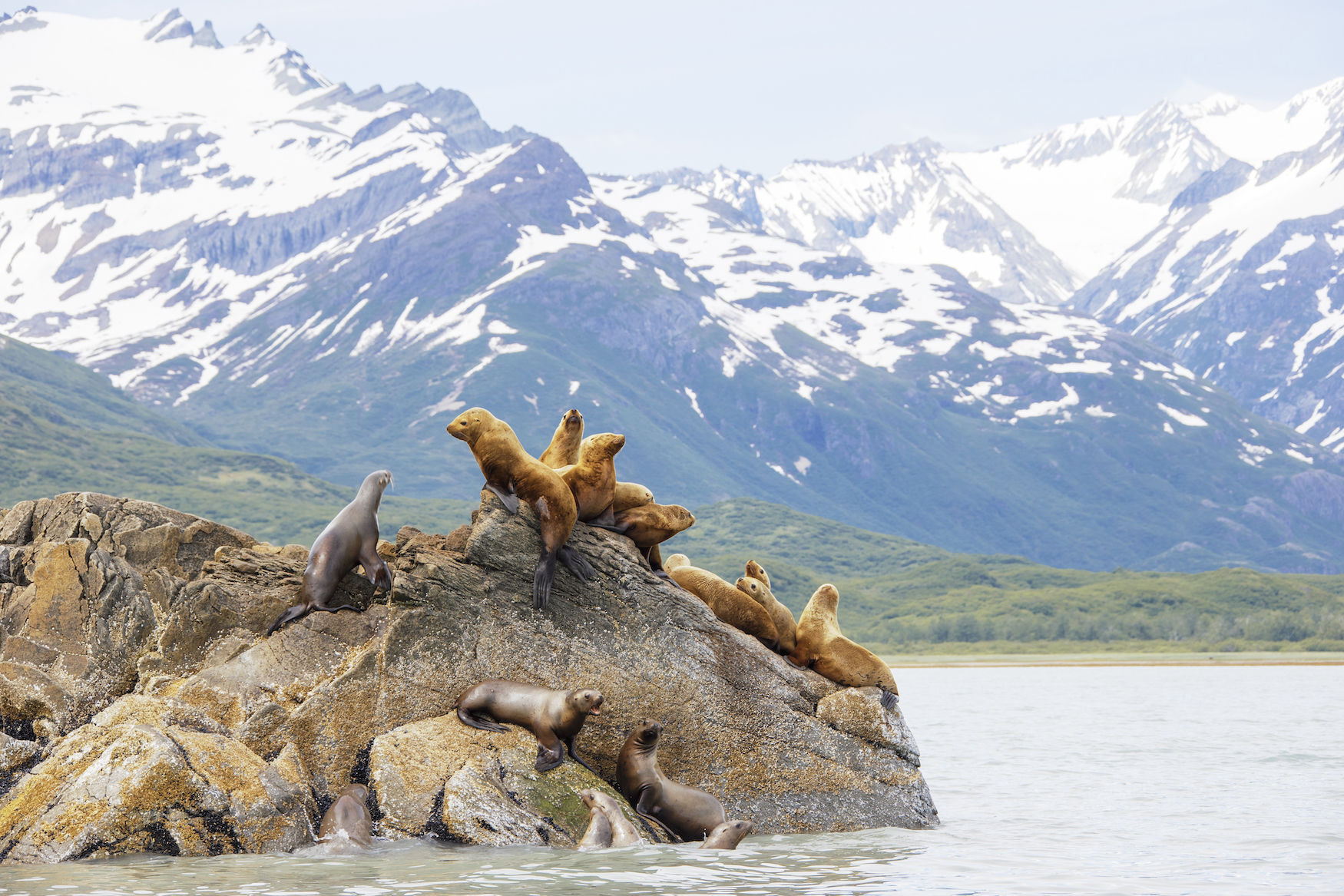 Robben im Katmai Nationalpark