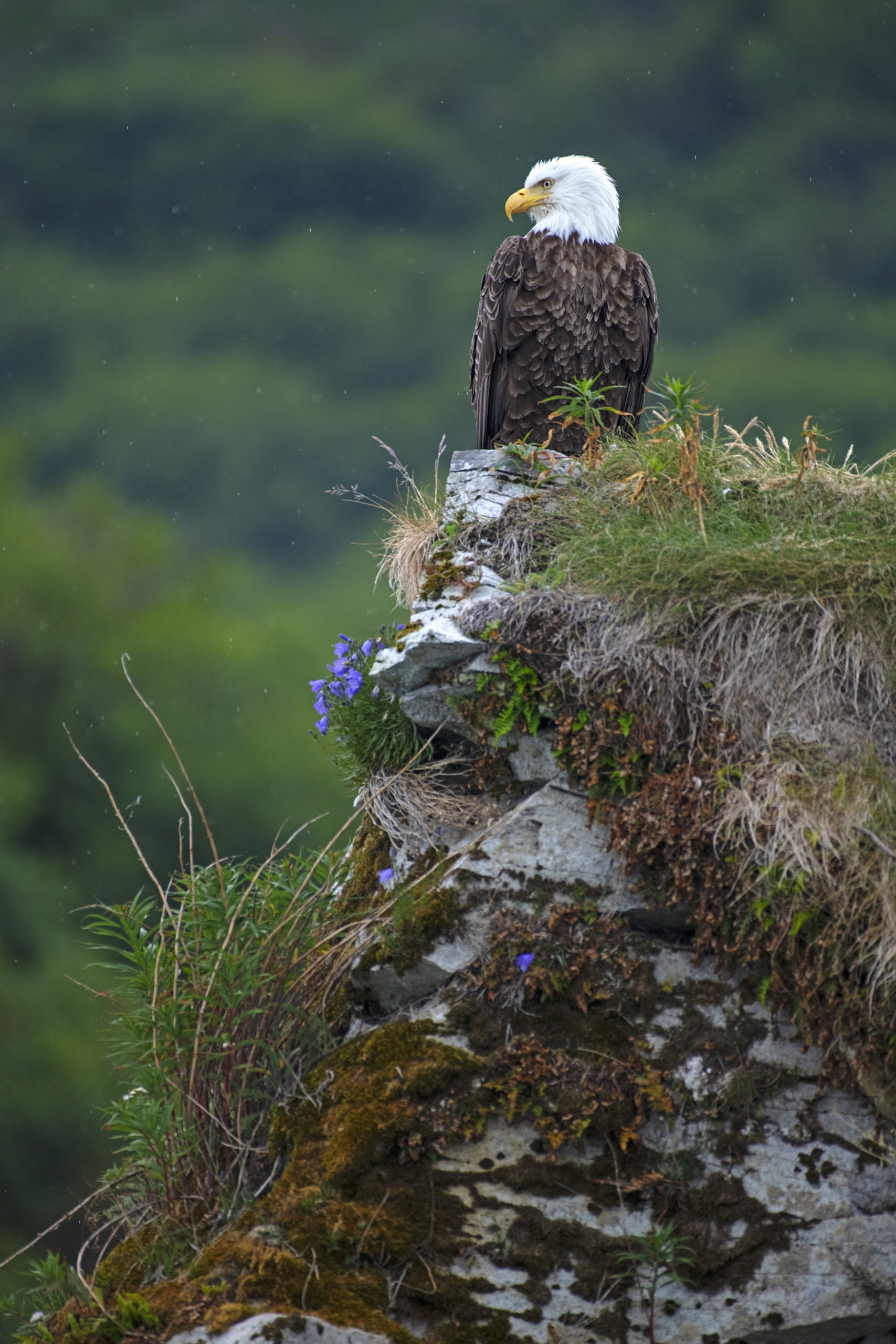 Seeadler 