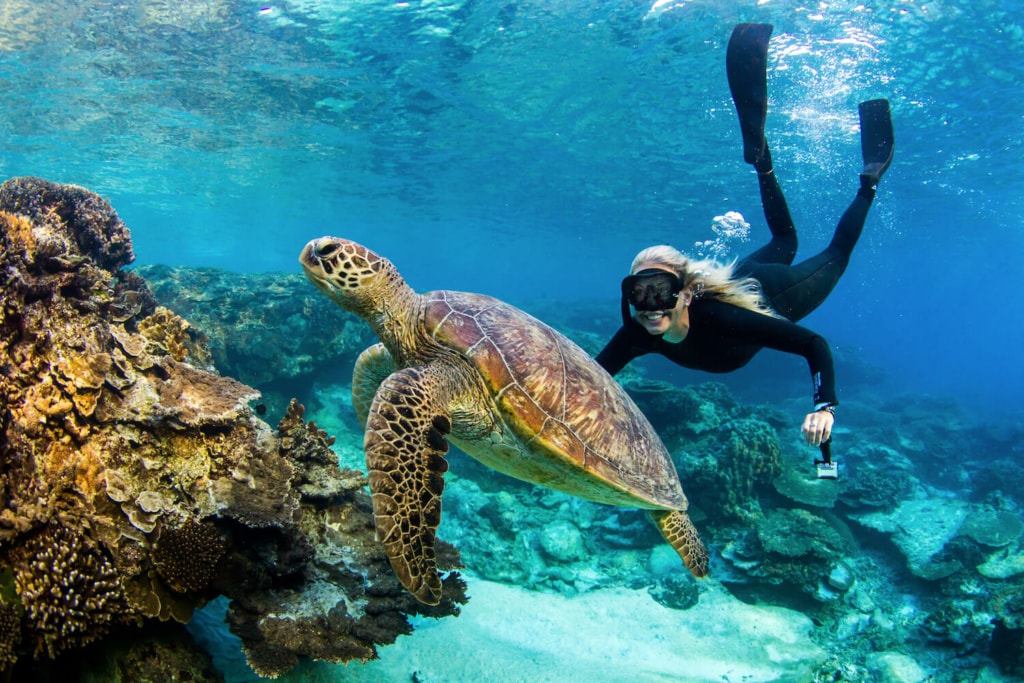 Turtle-Love am Great Barrier Reef