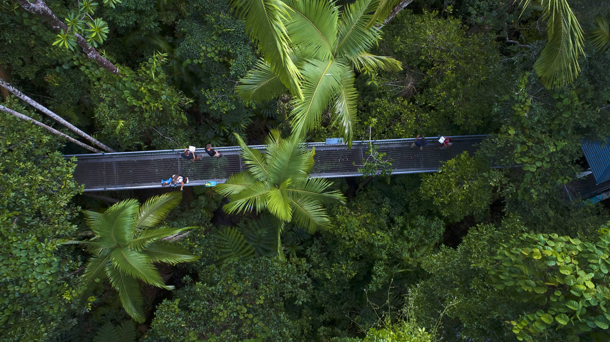 Luftaufnahme des Treetop Aerial Walkway im Daintree Discovery Centre.