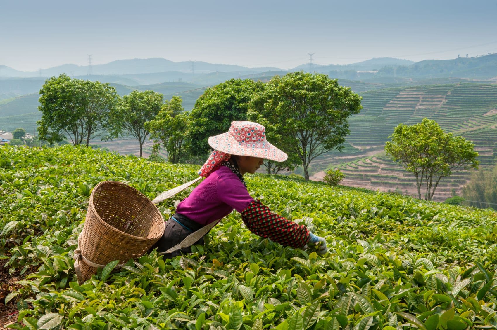 Frau beim Tee-Sammeln in Region Yunnan, China