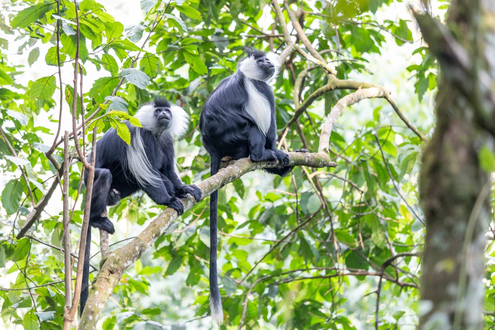 Schwarz-weiße Stummelaffen auf Baumast im Nyungwe National Park