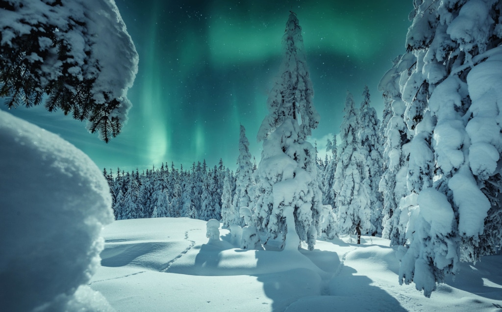 Wald mit Nordlichter in Kanada