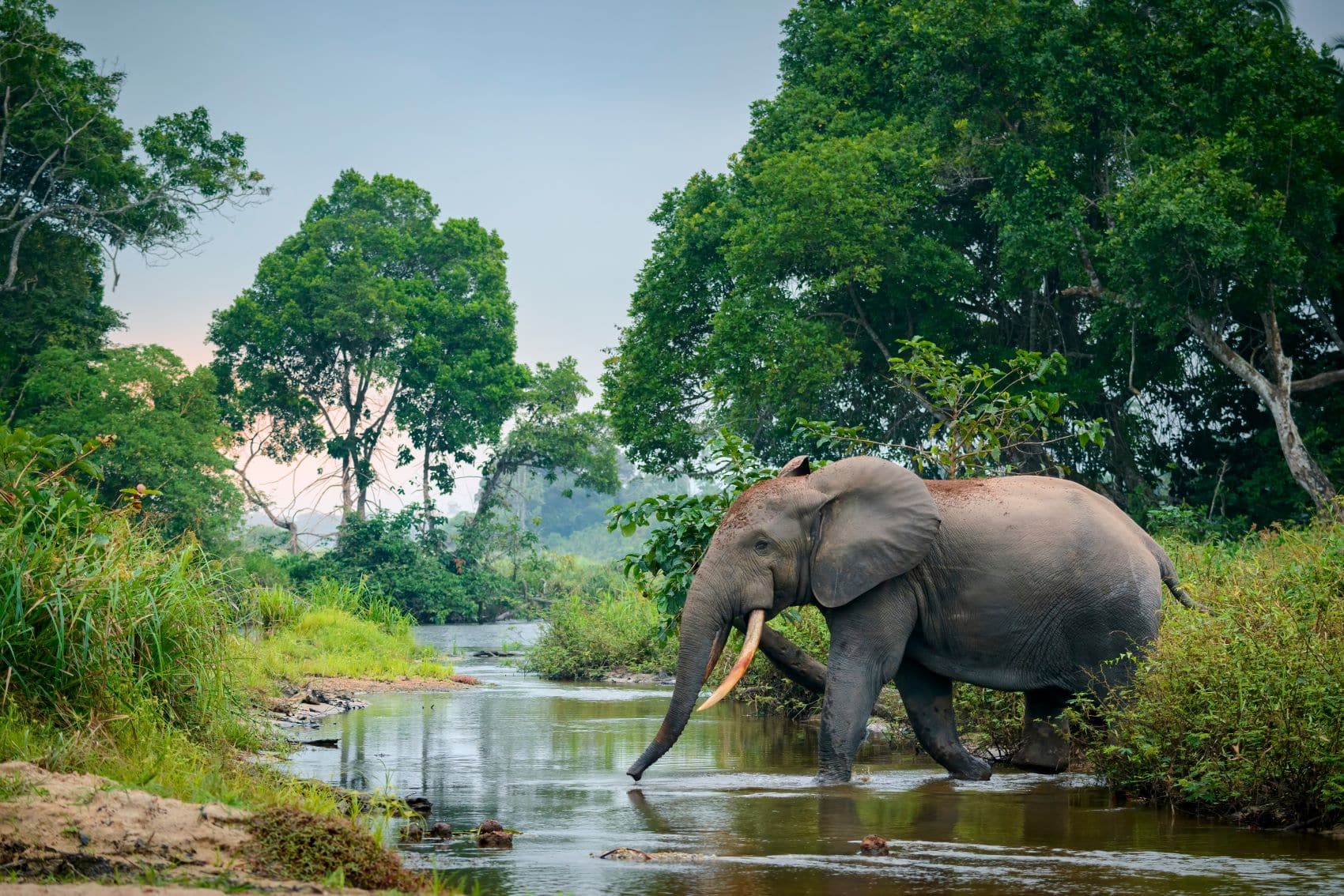 Afrikanischer Waldelefant (Loxodonta cyclotis)im Nationalpark Odzala-Kokoua in der Republik Kongo