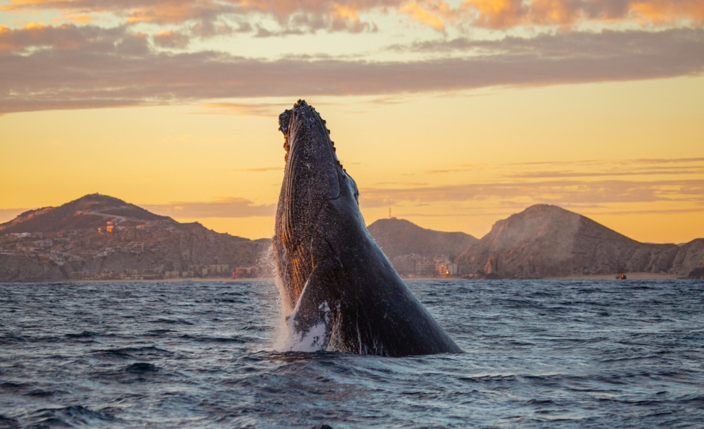 Wal in Los Cabos, Mexiko