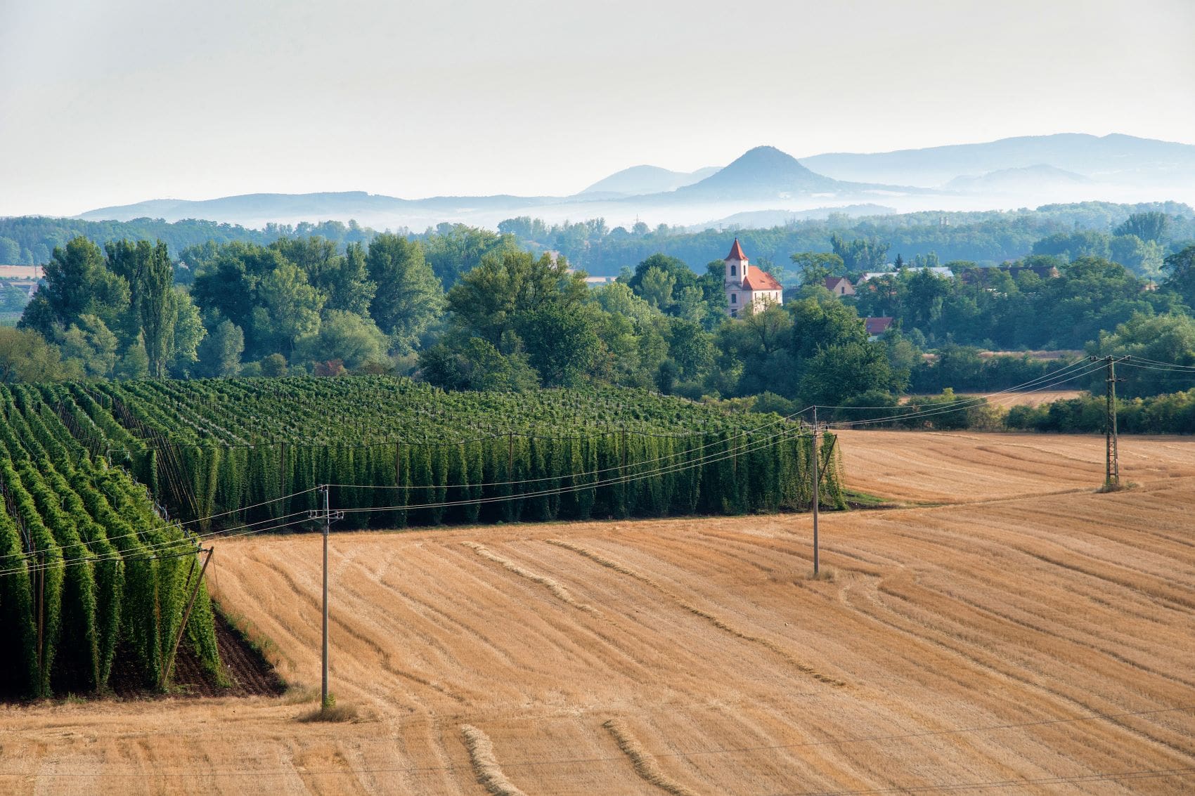 Hopfenanbau in Zatec, Tschechien