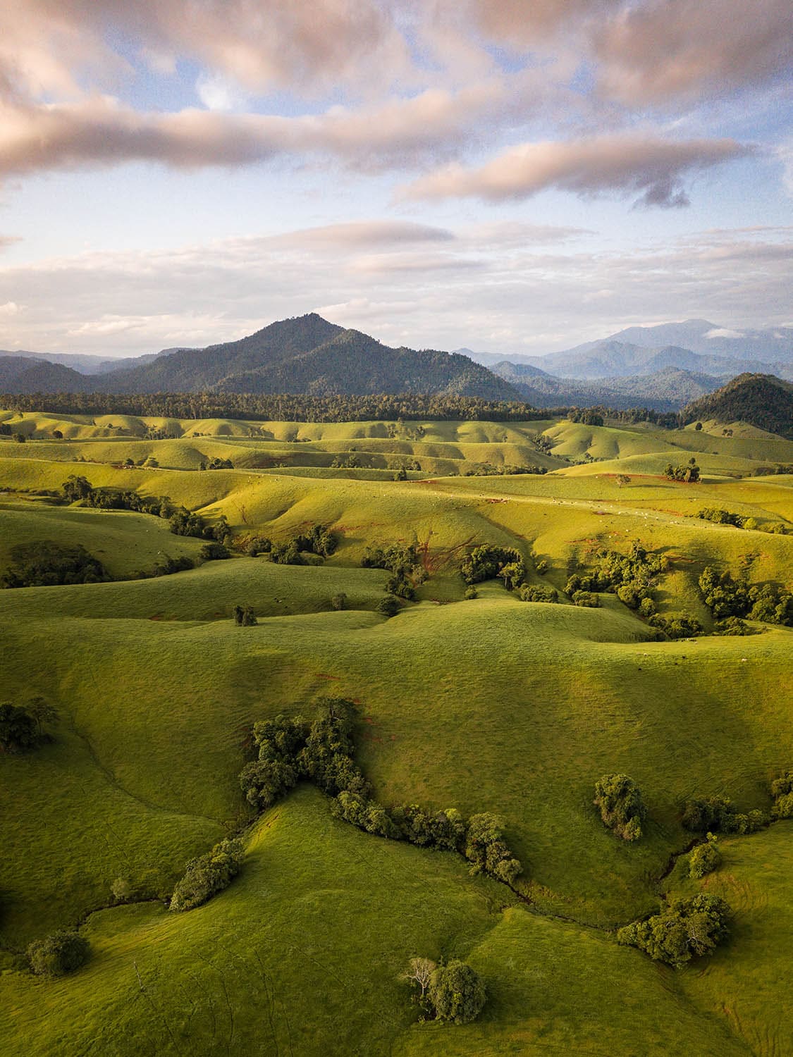 Besonders der zentrale Teil der Tablelands zeichnet sich durch eine sehr vielseitige Vegetation aus.