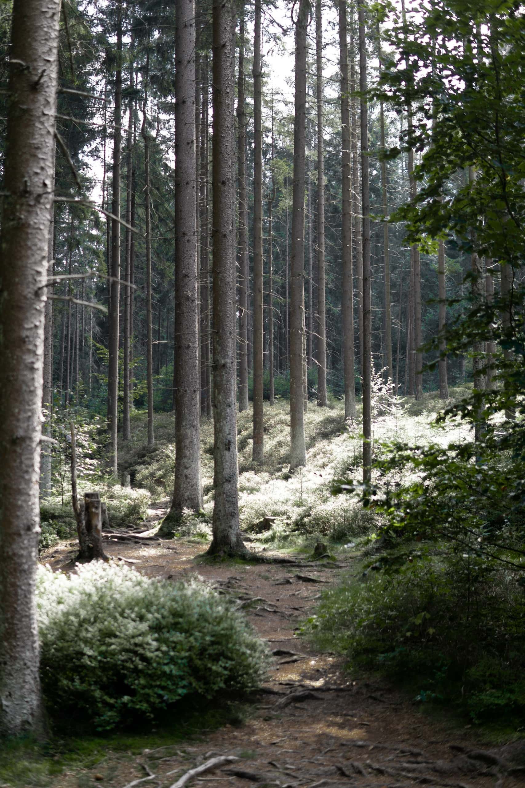 das Fichtelgebirge