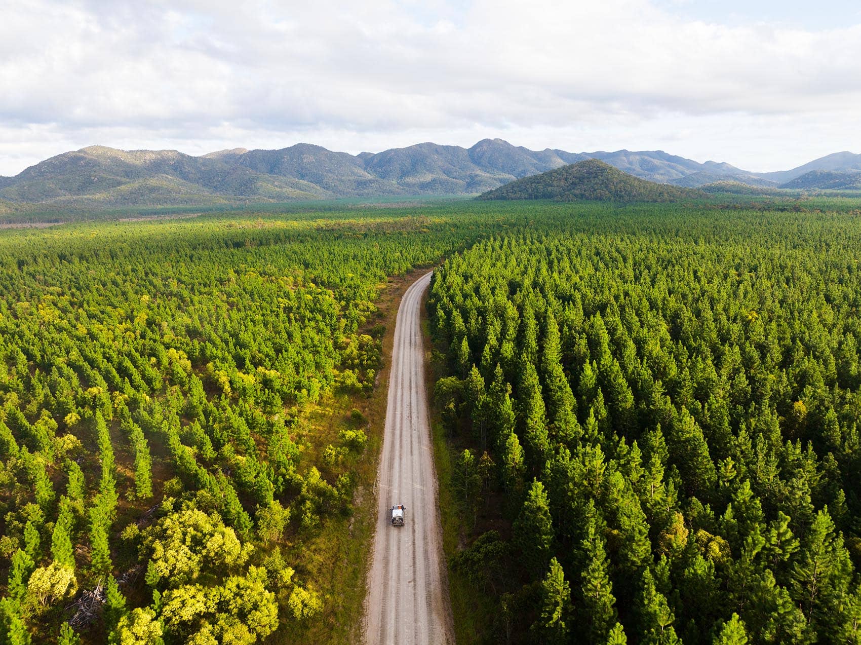 Driving through the pine plantations