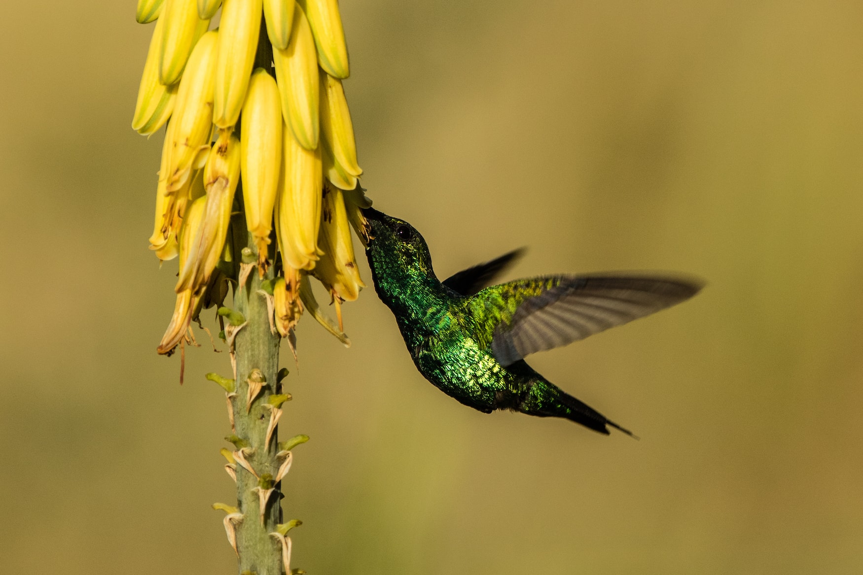 Arikok Humming Bird