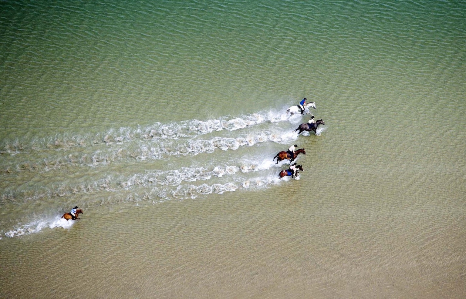 Pferde aus der Vogelperspektive, die durch das Wasser am Strand reiten