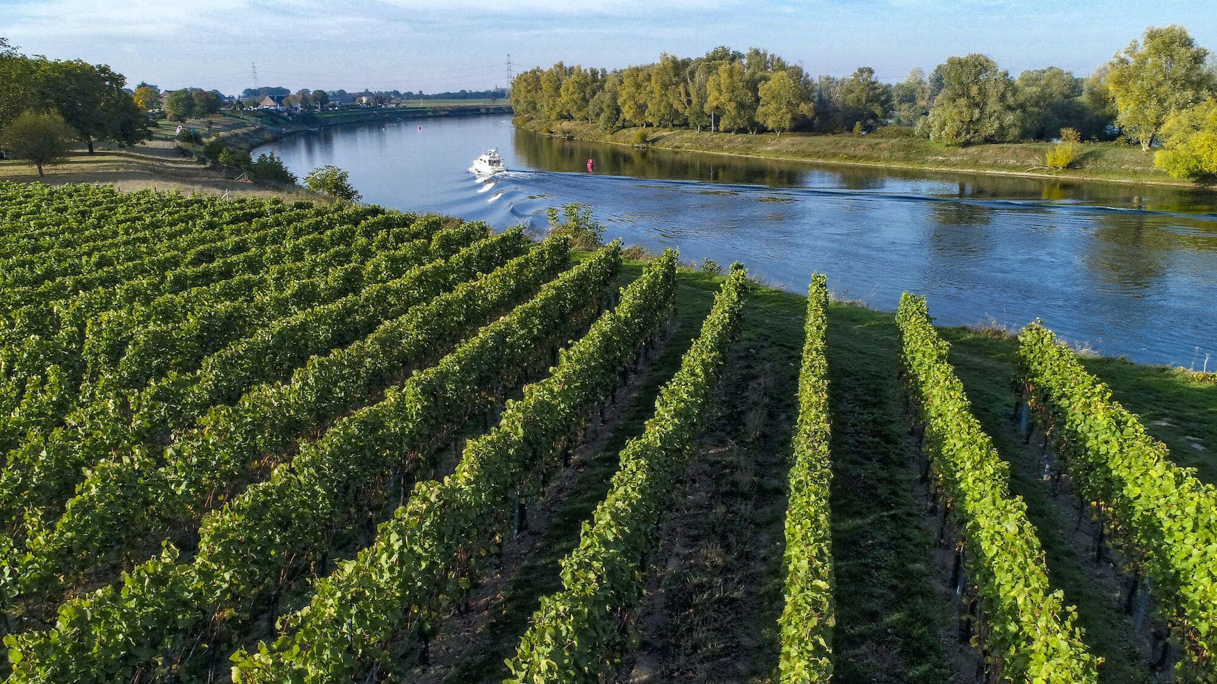 Weinberge in der Region Limburg