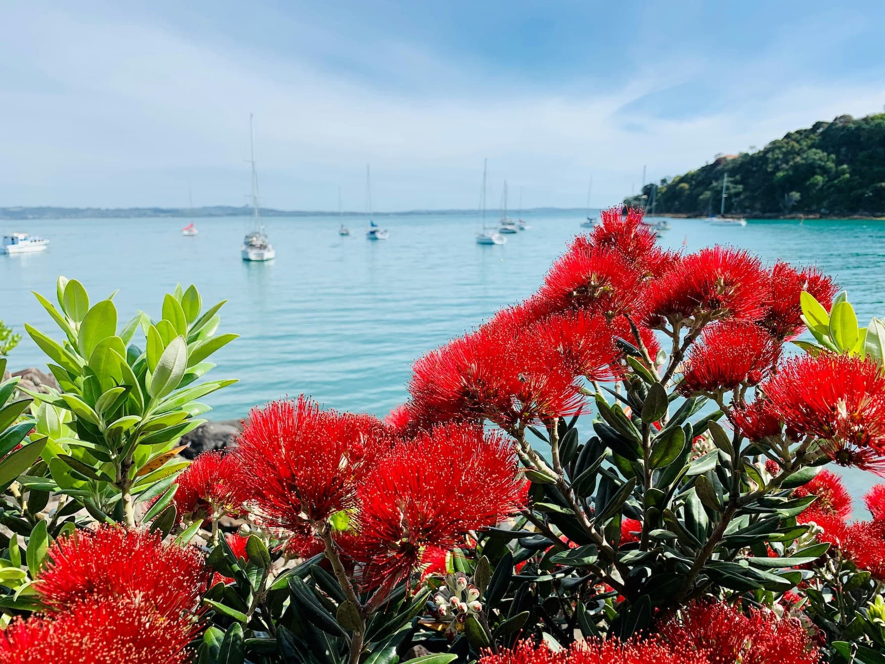 Waiheke Island in Neuseeland