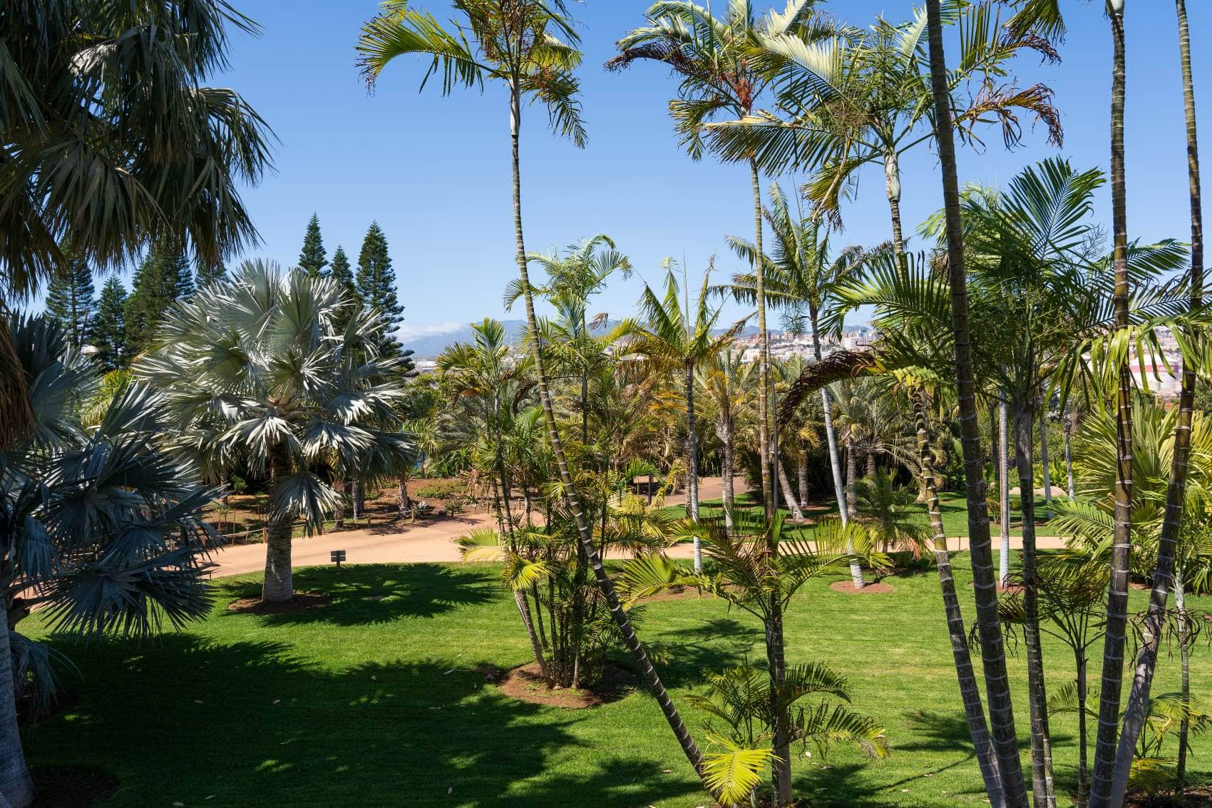 Palmen im Palmetum Teneriffa