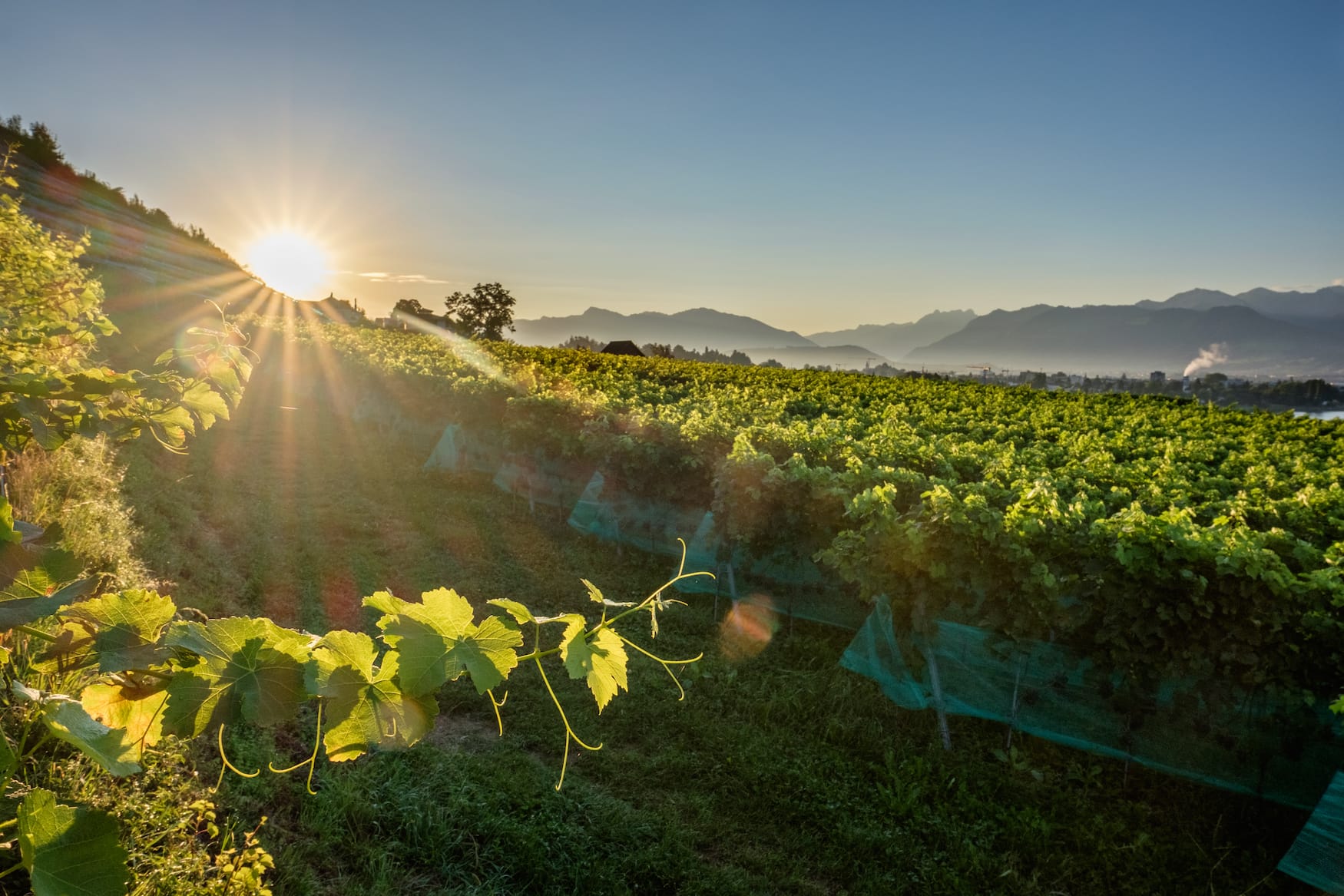 Weingut Höcklistein in Rapperswil