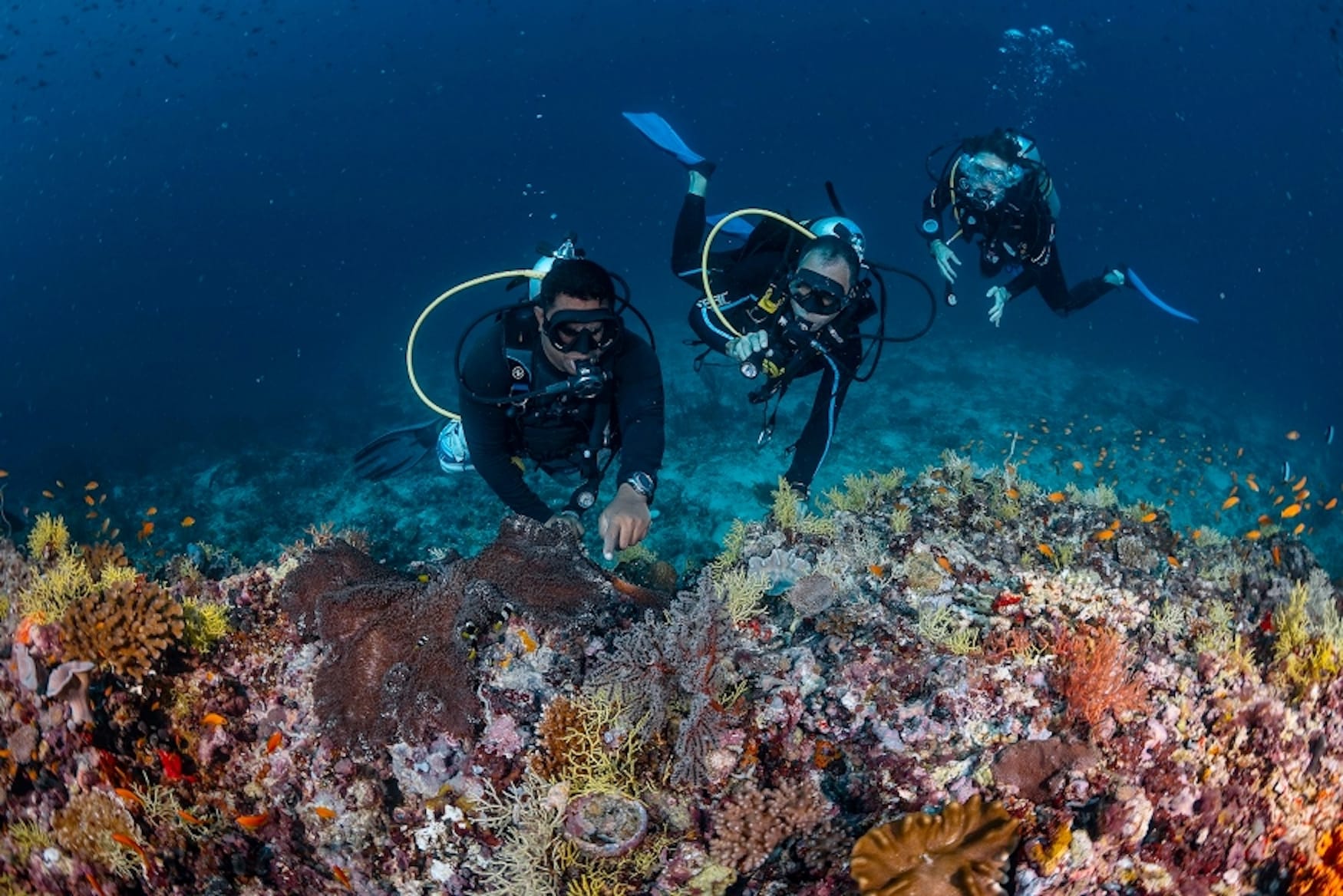 Tauchen am Baa Atoll auf den Malediven